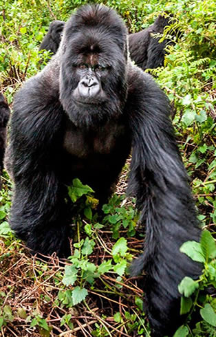 gorillas-rwanda