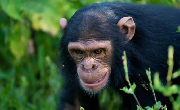 chimpanzee-tracking